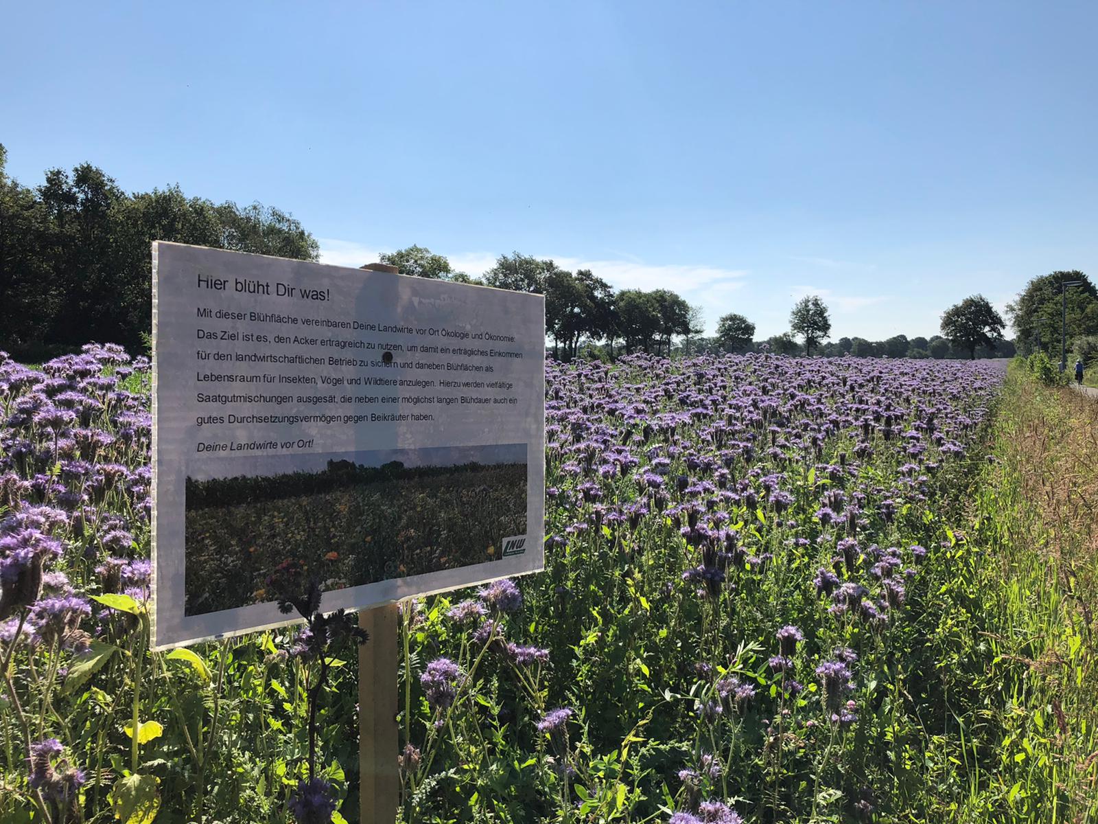 newsimages/71-Schilder Insekten_ 07 20.jpg